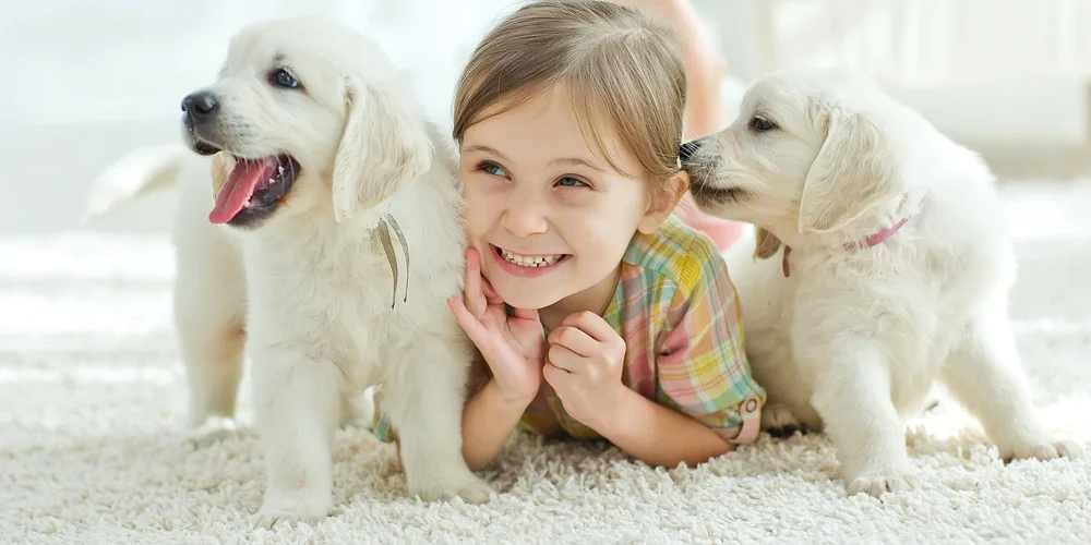 How to choose the perfect carpet underlay How to choose the perfect carpet underlay